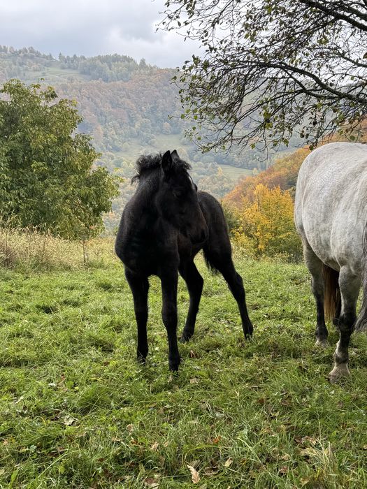 Cai de vânzare  mai multe detali la telefon.