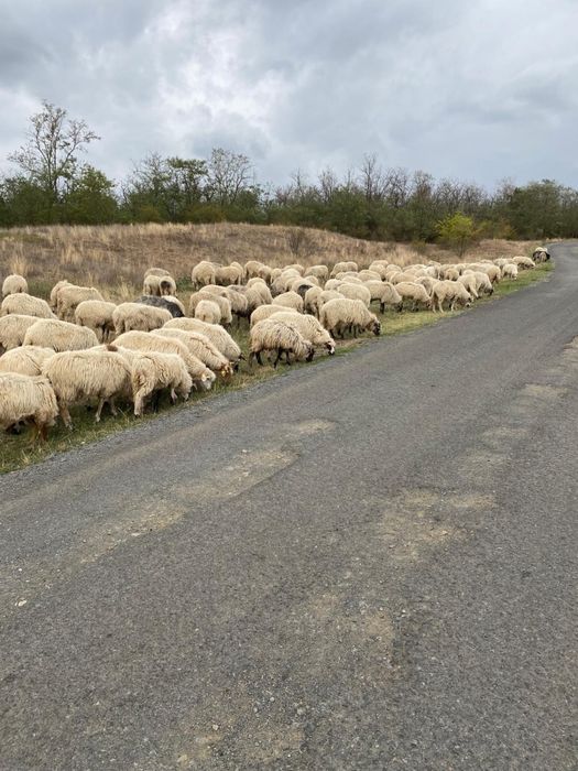 Vând 130 oi țurcane tinere + fân