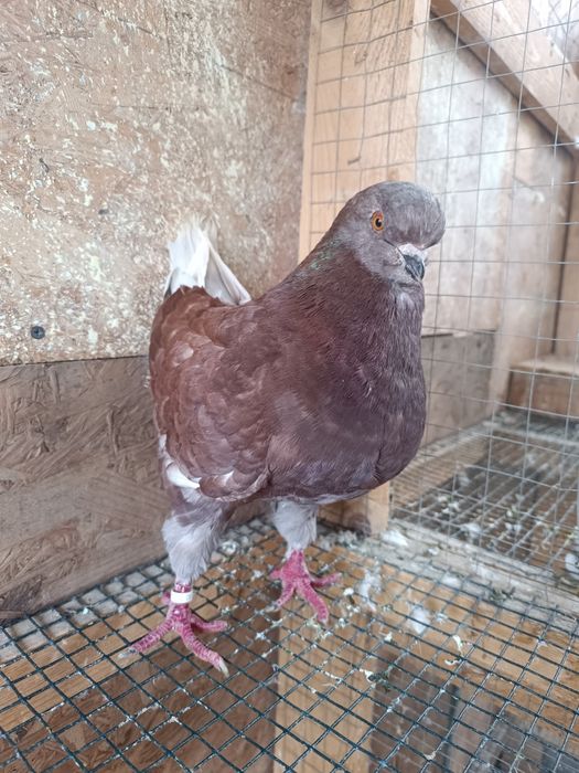 Porumbei King Mascul