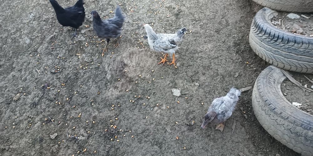 Vând găini și cocosi