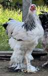 Cocosi Brahma Bobat, HD si Portelan