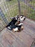 Adoptă o pisică sau 2 sau 3 sau 6