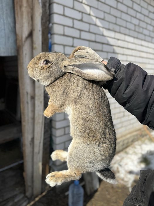 Продам крольчат бельгийского фландара.