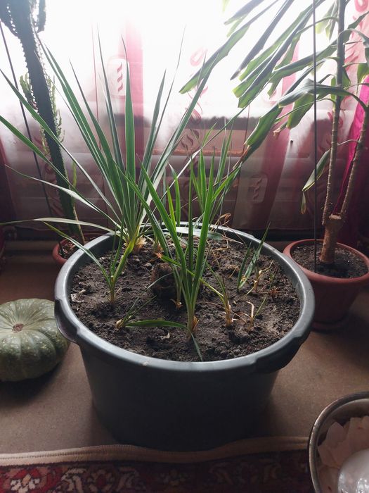 Пальма узколистная садовая