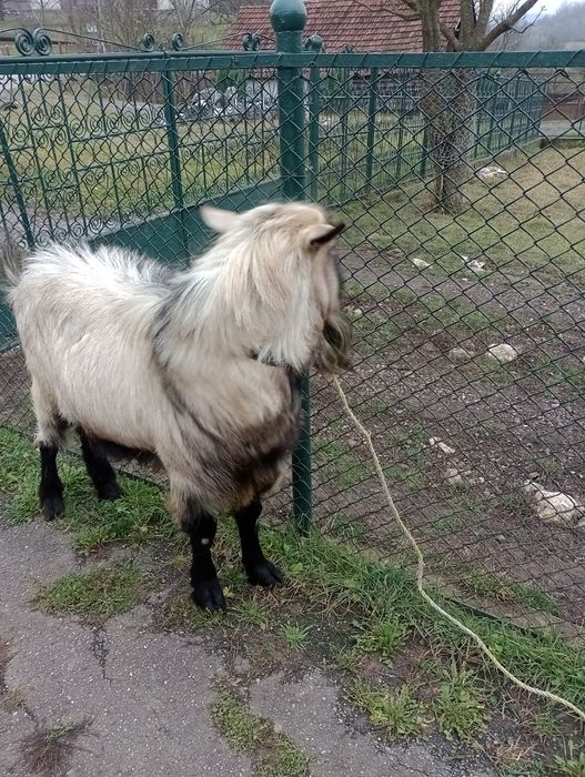Vând țap de 2 ani mai multe detalii la telefon