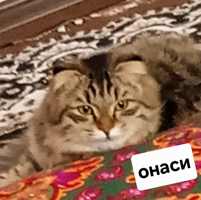 Зоти тоза мушуклар сотувда