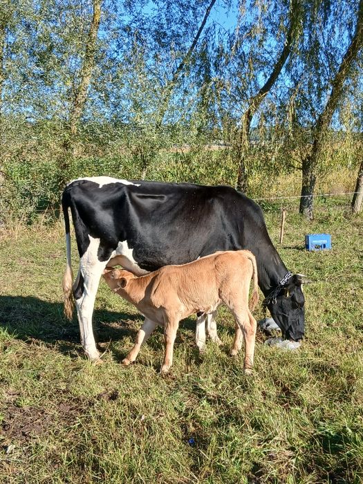 Vand vaca cu vitel