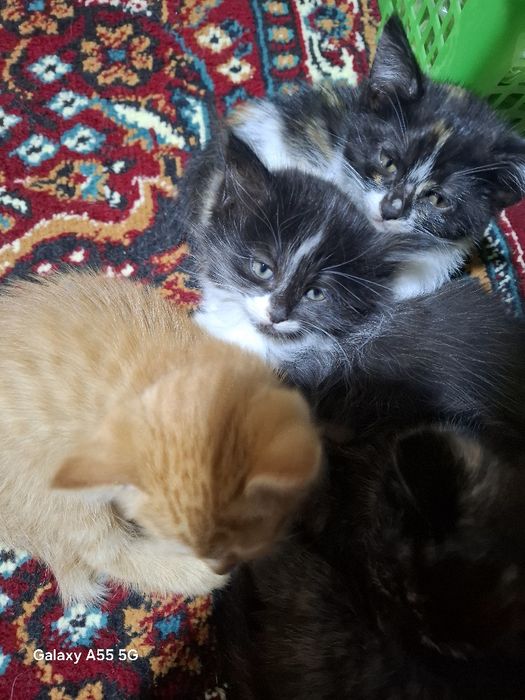 Отдам даром котят 1.5 месяца