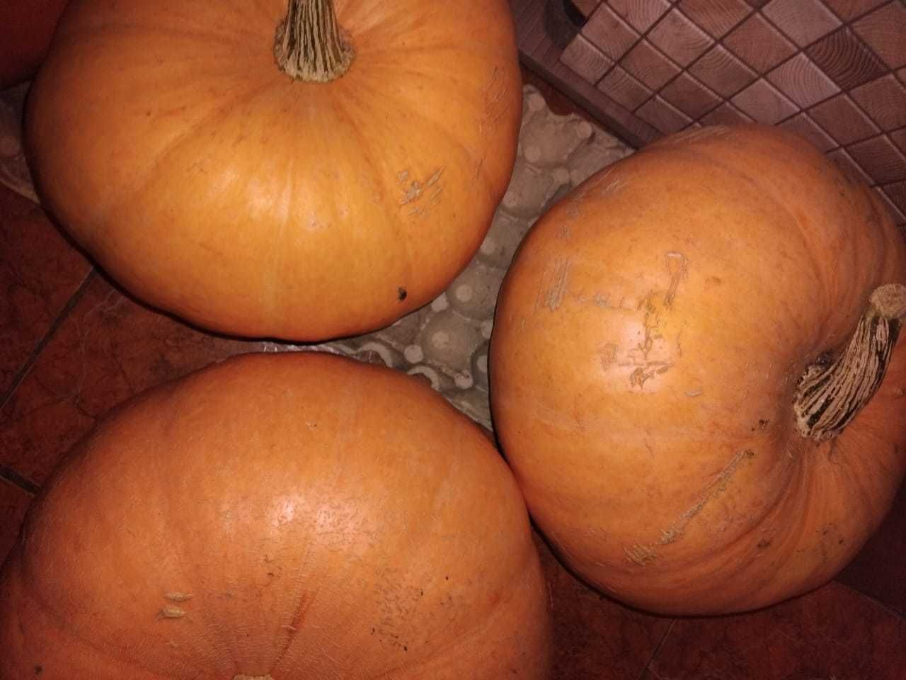 Продам тыкву домашнюю