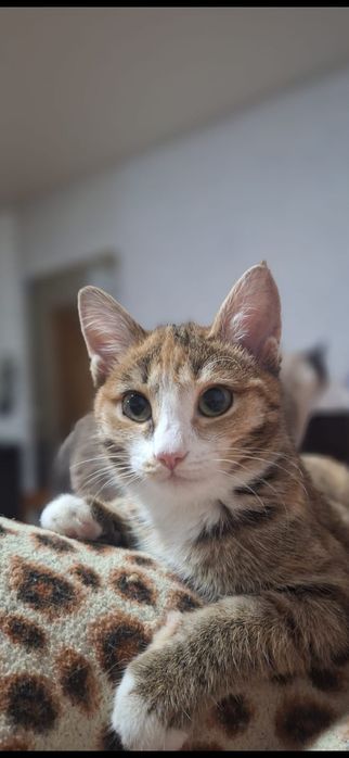 Отдам красивую кошечку