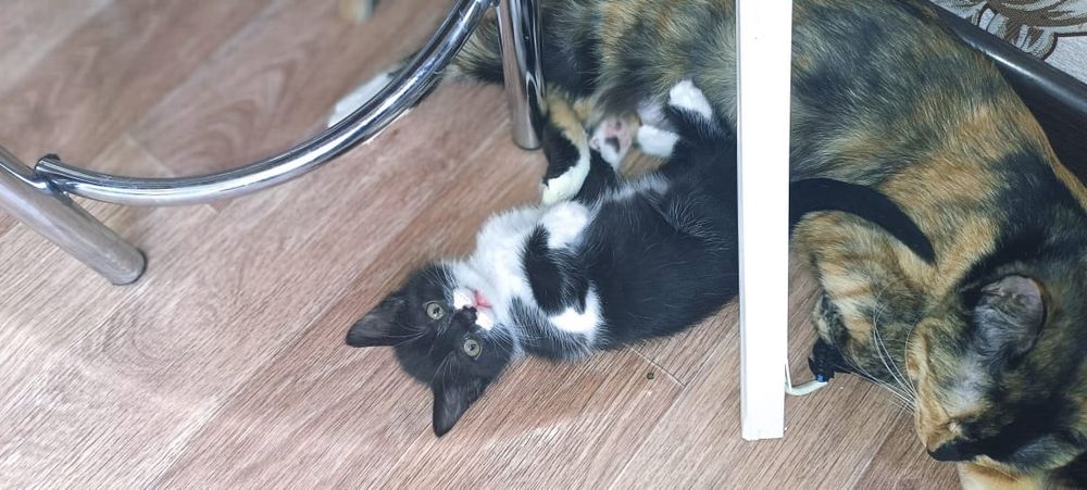 Отдам котят бесплатно