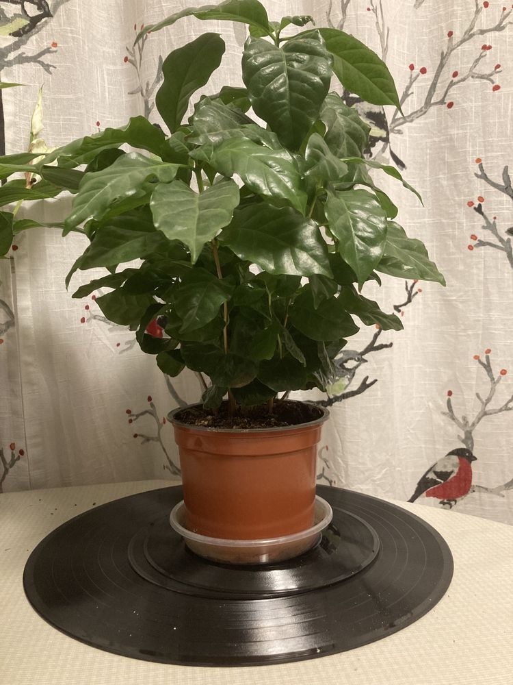 Cafea la ghiveci. Planta cafea. Arbore cafea.