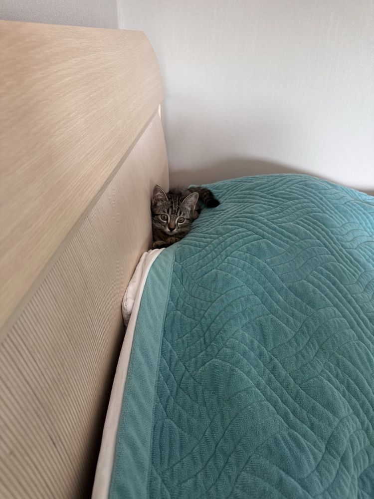 Котенок девочка 2 месяца.