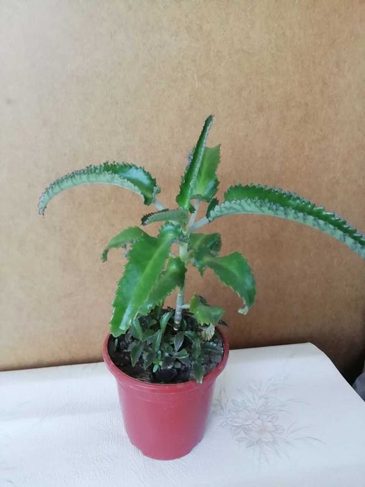 Хлорофитум, каланхое , эурфорбия и др растения для дома и сада