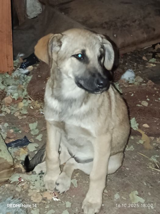 Щенки девочки и мальчики ищут дом.