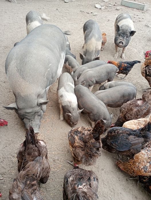 Виетнамски прасета