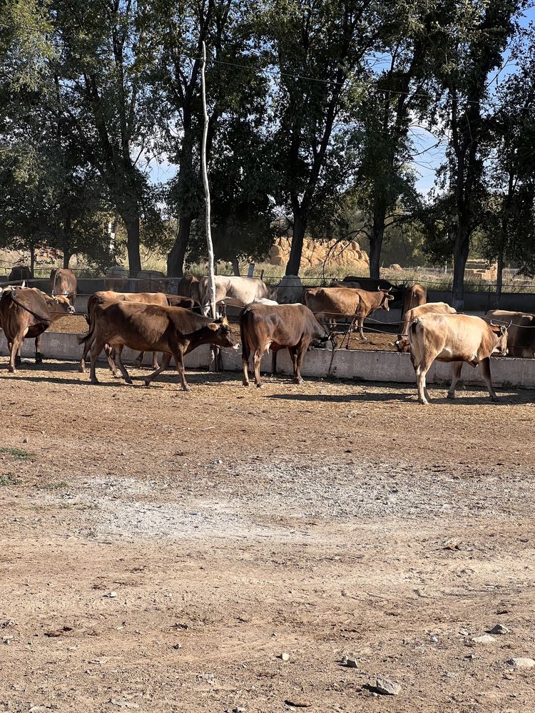 Дойные коровы, Алатауские коровы
