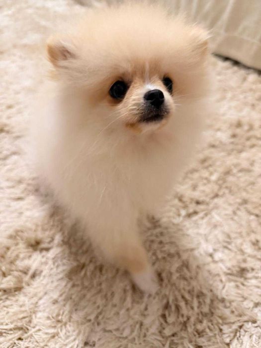 Pomeranian toy superb cu pedigree, poze reale!