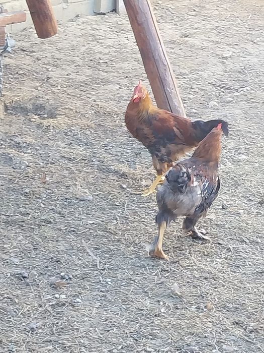 Vând cocoși din primăvară