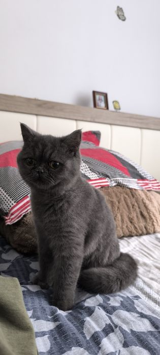 Pisica british shorthair