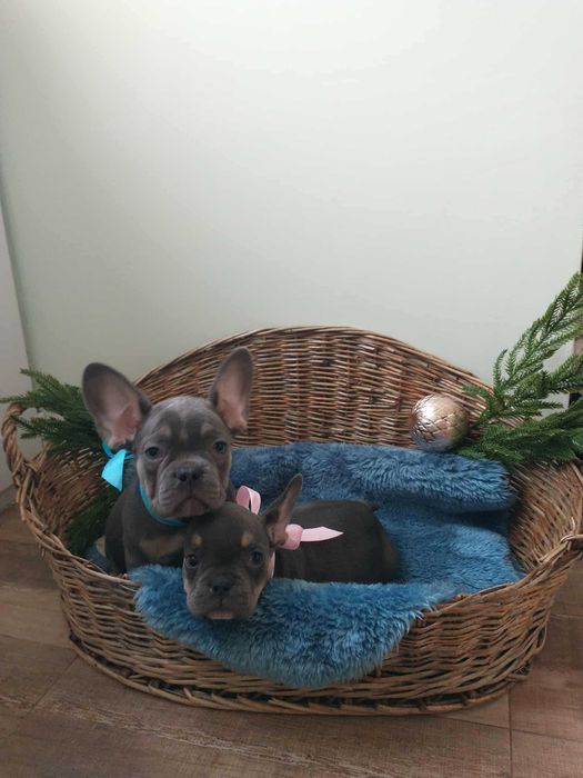 Френски булдог Френски булдог