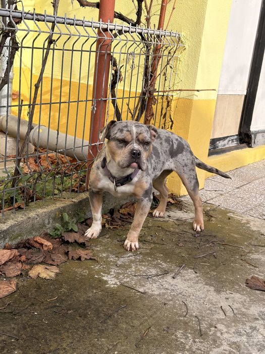 Femela American Bully