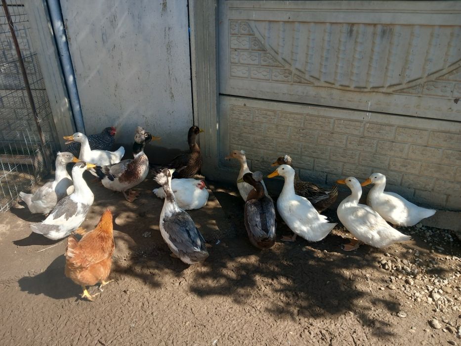 Vând rațe romanești