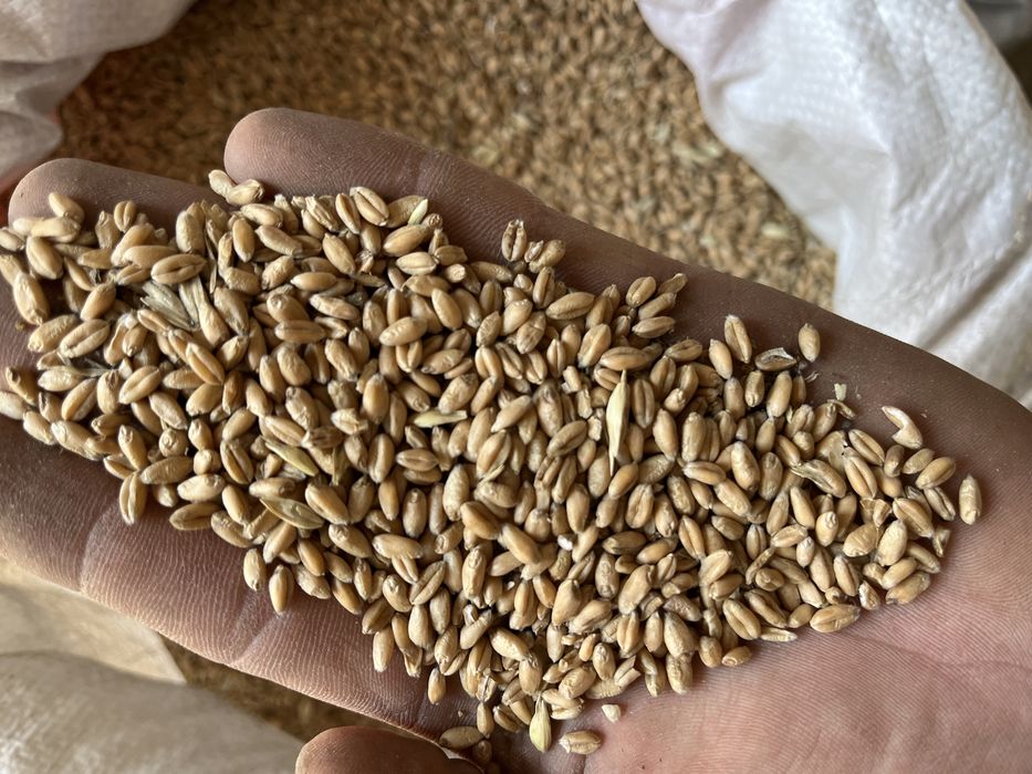 Бидаи 120 тенге бар