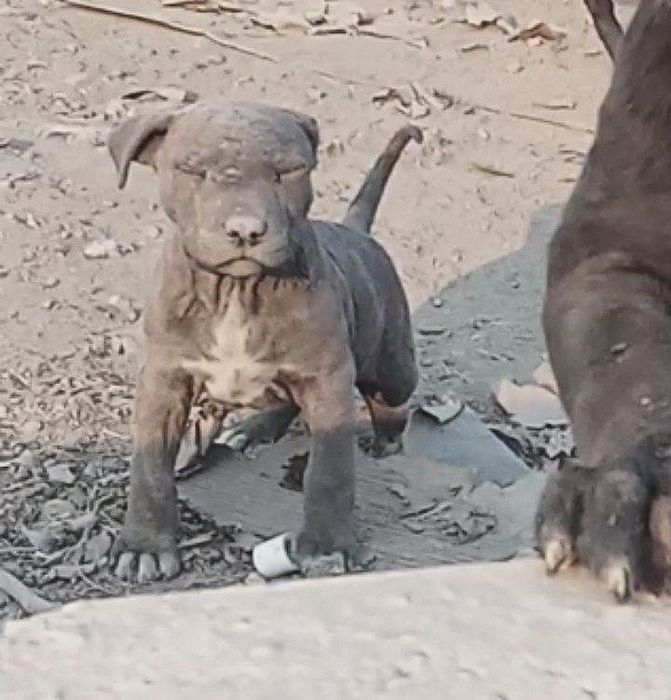 Продаётся Собака питбуль