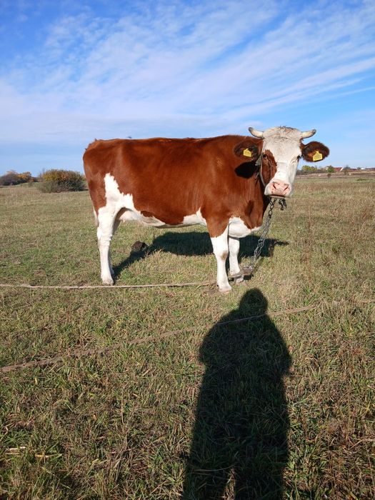 Vând Vaca baltata românească