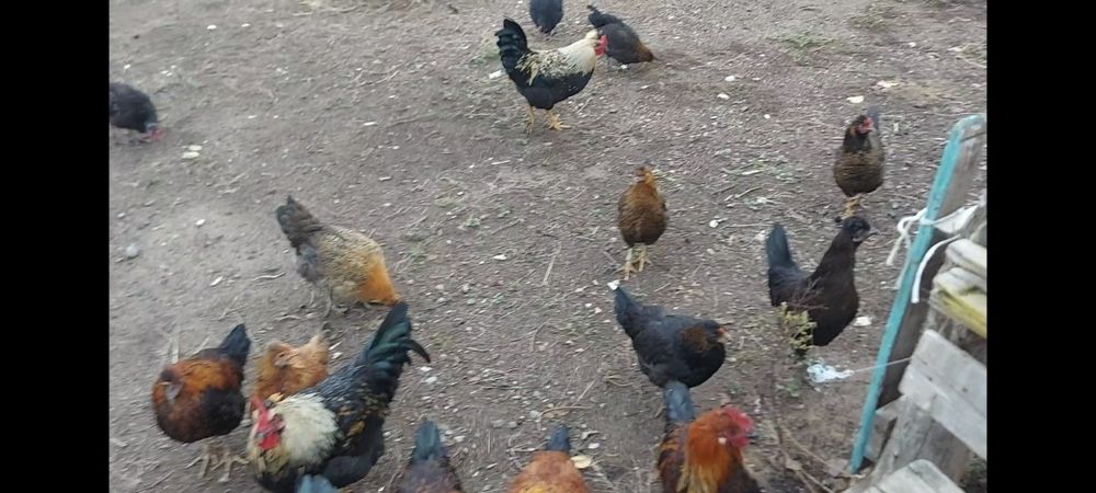 Срочно Тауық сатылады 2000тг