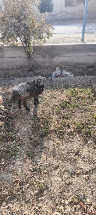 Кучкор сотилади ейши хур