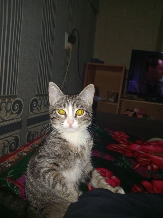 Отдам кота в добрые руки.