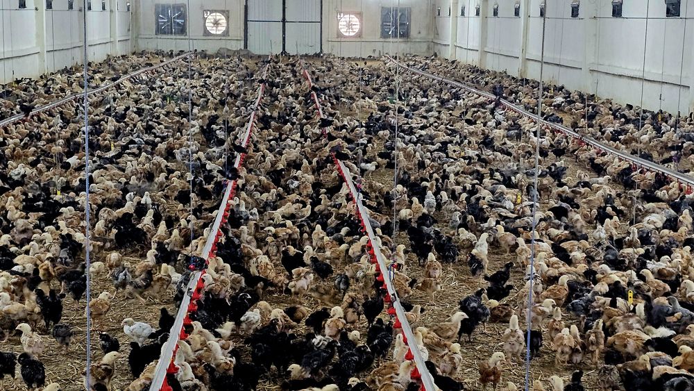 Pui rasă mixtă pentru carne și ouă