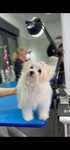 Vand Bichon maltez mini toy