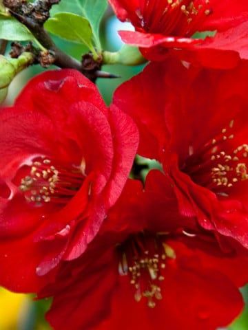 Pomi Ornamentali (Gutui Japonez )