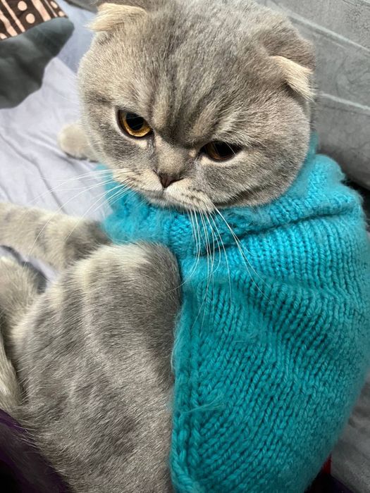 Срочна продаётся Шотландский скоттиш фолд !