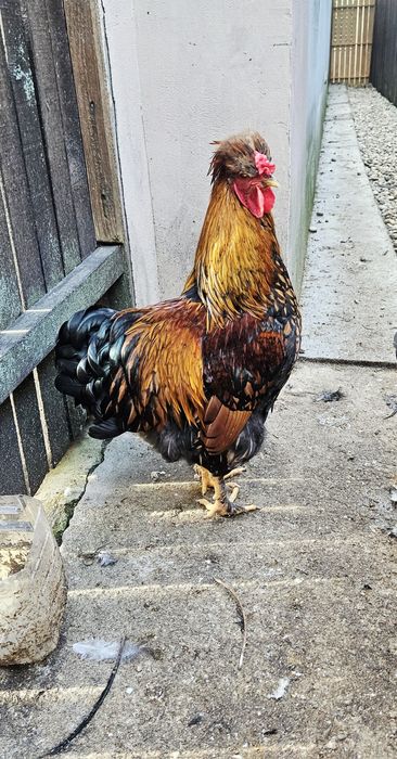 Cocosi 5 luni metis wyandotte GSG