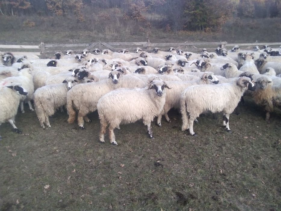 De vąnzare oi țurcan