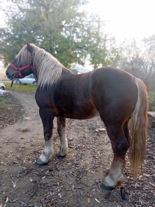 De vanzare harmăsar de 2 ani