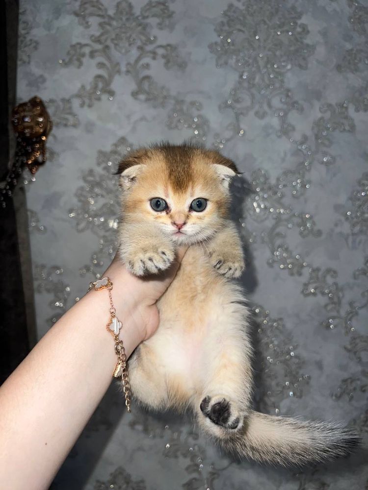 Золотая шиншилла