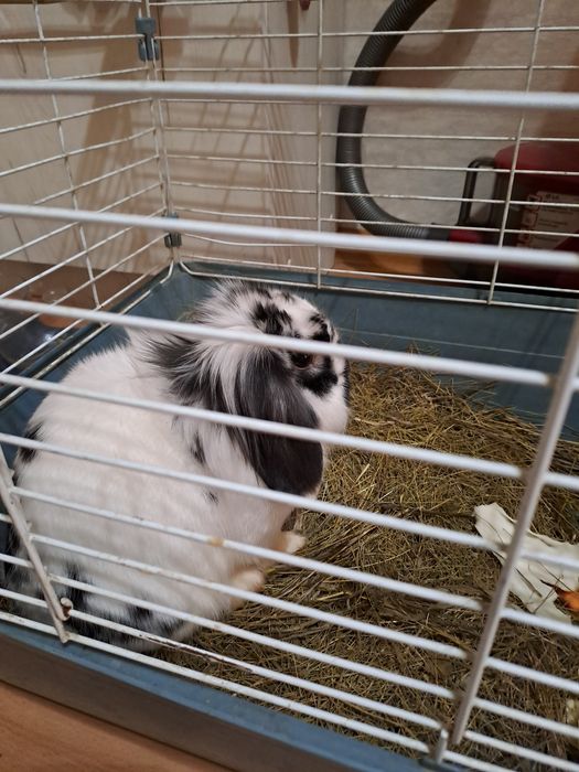 Срочно в добрые руки, декоративный веслоухий кролик