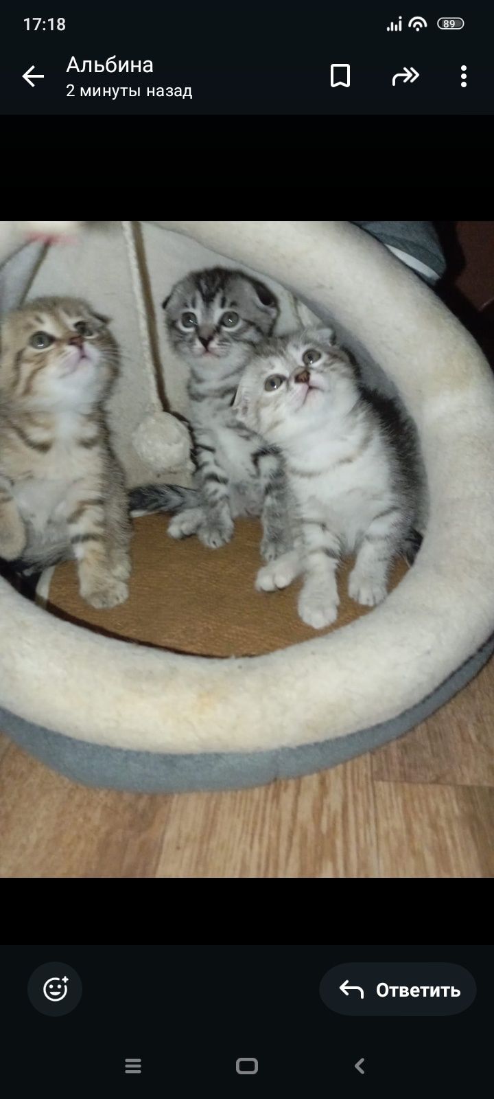 Скотиш фолд 1,5 месяцев.Приучены.