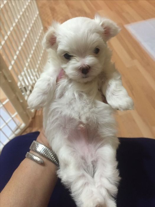 Bichon maltez mini toy