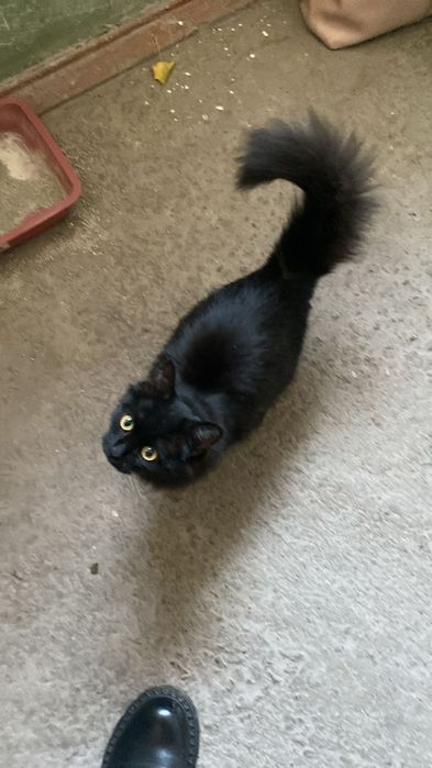 Отдам кошечку, 6 месяцев, стерилизованная