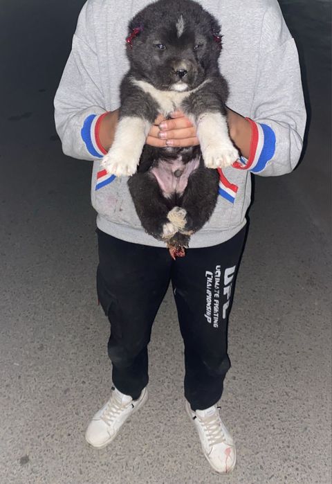 Алабаи күшік арзан бағада