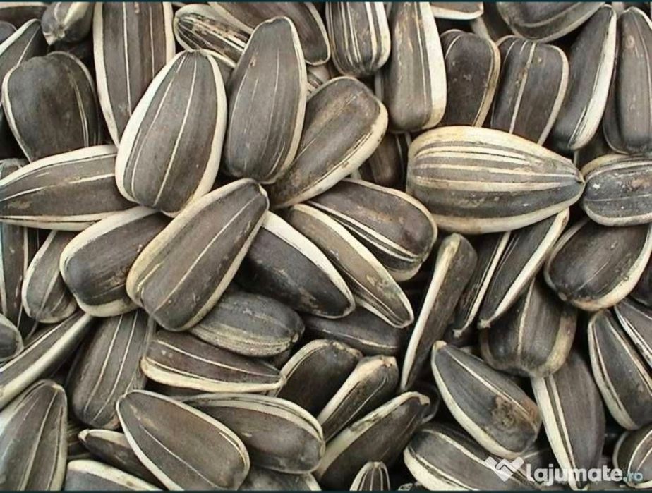 Semințe pestrițe și meii