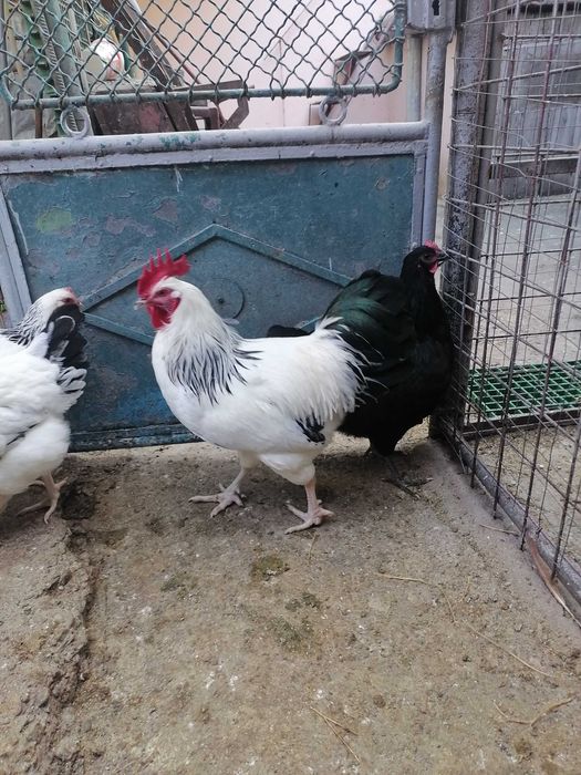 Cocoși tineri sessex și Austrolop