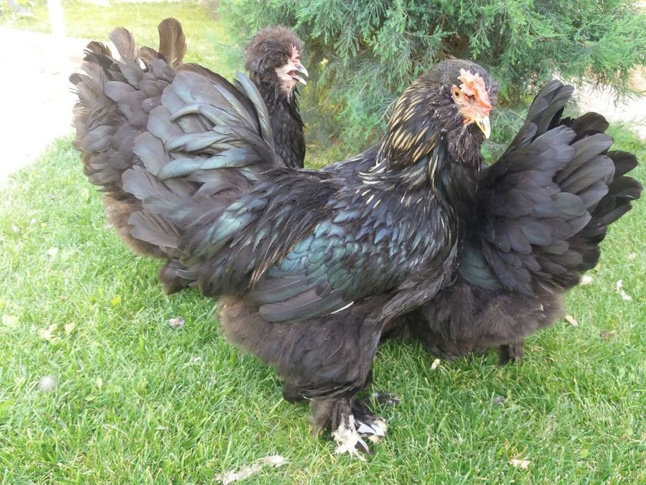 Жужалар сотувда расмдаги товукларни жужалари