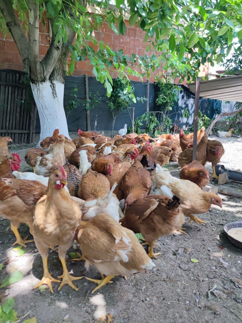 Pui de casa rosii